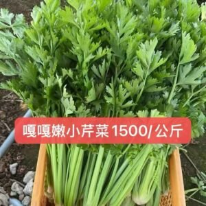 小芹菜