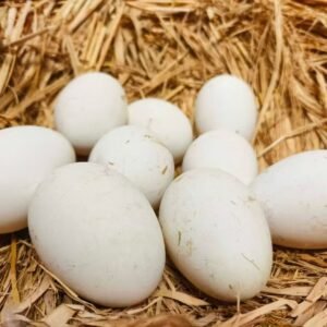 散养大鹅蛋