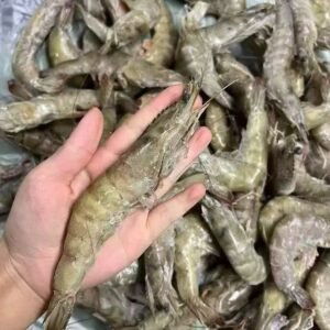 蓝盒南美对虾