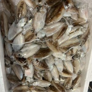 小墨鱼
