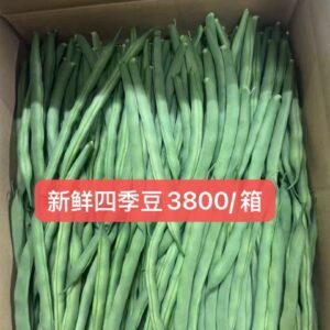 新鲜四季豆