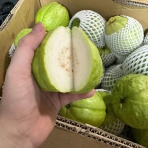 冲绳芭乐