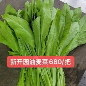 新开园油麦菜