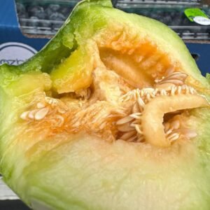 熊本产小甜瓜