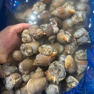 小香螺