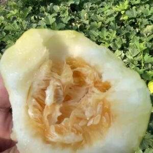 香瓜