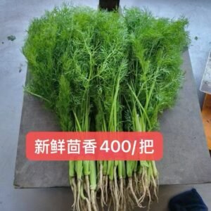 茴香