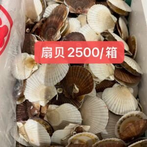 扇贝